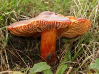 Hygrocybe punicea 5, Granaatbloemwasplaat, Saxifraga-Foto Fitis-Sytske Dijksen