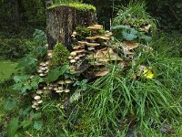 Gewone zwavelkop Hypholoma fasciculare