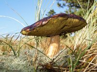 Imleria badia 20, Kastanjeboleet, Saxifraga-Foto Fitis-Sytske Dijksen