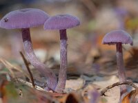 Laccaria amethystina 16, Amethistzwam, Saxifraga-Luuk Vermeer
