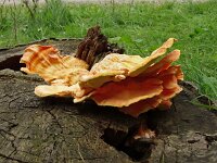 Laetiporus sulphureus 41, Zwavelzwam, Saxifraga-Hans Grotenhuis