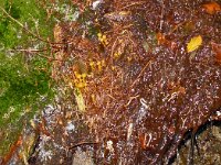 Leotia lubrica 14, Groene glibberzwam, Saxifraga-Hans Grotenhuis