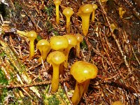 Leotia lubrica 16, Groene glibberzwam, Saxifraga-Hans Grotenhuis