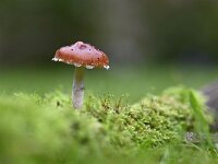 Leratiomyces ceres 4, Oranjerode stropharia, Saxifraga-Luuk Vermeer