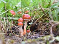 Leratiomyces ceres 6, Oranjerode stropharia, Saxifraga-Luuk Vermeer