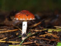 Leratiomyces ceres 8, Oranjerode  stropharia, Saxifraga-Foto Fitis-Sytske Dijksen