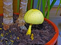 Leucocoprinus birnbaumii 4, Goudgele plooiparasol, Saxifraga-Hans Grotenhuis