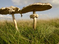 Macrolepiota procera 29, Grote parasolzwam, Saxifraga-Luuk Vermeer