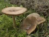 Megacollybia platyphylla 2, Breedplaatstreephoed, Saxifraga-Willem van Kruijsbergen