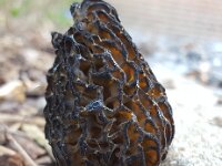 Morchella elata 5, Kegelmorielje, Saxifraga-Ben Delbaere  IICSA���II