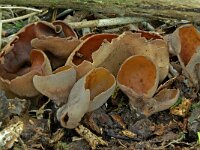 Otidea bufonia 2, Donker hazenoor, Saxifraga-Lucien Rommelaars