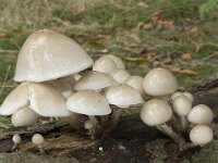 Oudemansiella mucida 32, Porseleinzwam, Saxifraga-Willem van Kruijsbergen