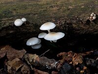 Oudemansiella mucida 9, Porseleinzwam, Saxifraga-Jan Nijendijk