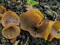 Peziza michelii 3, Zwavelmelkbekerzwam, Saxifraga-Lucien Rommelaars