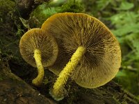 Pholiota flammans 4, Goudgele bundelzwam, Saxifraga-Willem van Kruijsbergen