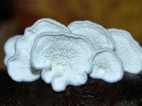 Plicaturopsis crispa 16, Plooivlieswaaiertje, Saxifraga-Foto Fitis-Sytske Dijksen