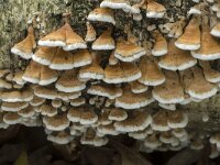 Plicaturopsis crispa 9, Plooivlieswaaiertje, Saxifraga-Willem van Kruijsbergen