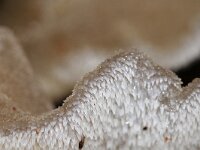 Pseudohydnum gelatinosum 15, Stekeltrilzwam, Saxifraga-Foto Fitis-Sytske Dijksen