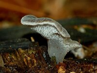 Pseudohydnum gelatinosum 16, Stekeltrilzwam, Saxifraga-Foto Fitis-Sytske Dijksen