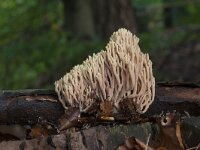 Ramaria stricta 40, Rechte koraalzwam, Saxifraga-Jan Nijendijk