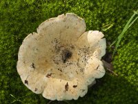 Russula delica 2, Witterussula, Saxifraga-Jan Nijedijk
