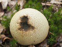 Scleroderma citrinum 35, Gele aardappelbovist, Saxifraga-Jan Nijendijk