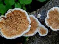 Steccherinum ochraceum ss str 4, Roze raspzwam, Saxifraga-Lucien Rommelaars