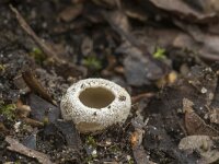 Tarzetta catinus 8, Gekarteld leemkelkje, Saxifraga-Willem van Kruijsbergen