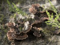 Thelephora terrestris 10, Gewone franjezwam, Saxifraga-Willem van Kruijsbergen