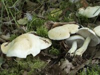 Tricholoma sulphurescens 5, Geelvlekkende ridderzwam, Saxifraga-Willem van Kruijsbergen