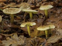 Tricholoma sulphureum 9, Narcisridderzwam, Saxifraga-Willem van Kruijsbergen