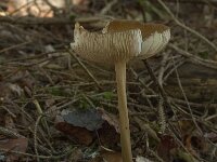 Xerula radicata 5, Beukwortelzwam, Saxifraga-Willem van Kruijsbergen