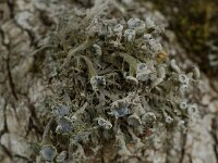 Anaptychia ciliaris 4, Wimpermos, Saxifraga-Willem van Kruijsbergen