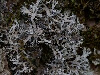 Anaptychia ciliaris 7, Wimpermos, Saxifraga-Willem van Kruijsbergen