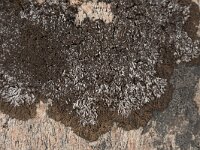 Anaptychia runcinata