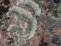 Arctoparmelia centrifuga