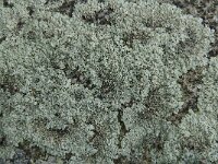 Arctoparmelia incurva