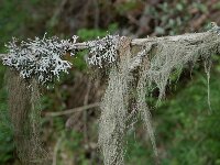 Bryoria fuscescens 2, Bruin paardenhaarmos, Saxifraga-Willem van Kruijsbergen