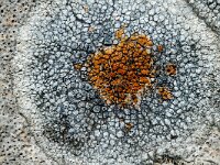 Caloplaca teicholyta