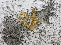 Caloplaca saxicola 4, Sinaasappelkorst, Saxifraga-Rutger Barendse