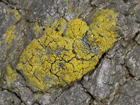 Candelariella vitellina 2, Saxifraga-Ab H Baas