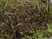 Cetraria islandica 7, IJslands mos, Saxifraga-Willem van Kruijsbergen