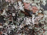 Cetrelia olivetorum 2, Saxifraga-Willem van Kruijsbergen