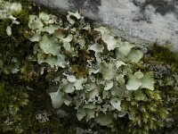 Cetrelia olivetorum 5, Saxifraga-Willem van Kruijsbergen