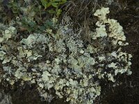 Cetrelia olivetorum 6, Saxifraga-Jan van der Straaten