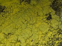 Chrysothrix chlorina