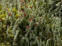 Cladonia bellidiflora