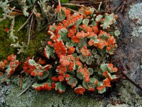 Cladonia borealis 4, Plomp bekermos, Saxifraga-Willem van Kruijsbergen