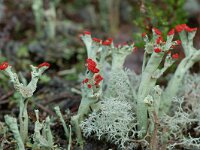 Cladonia borealis 6, Plomp bekermos, Saxifraga-Willem van Kruijsbergen
