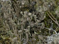 Cladonia chlorophaea